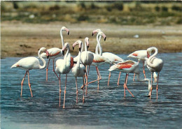 Oiseaux - Flamants Roses - Camargue - Flamingos - CPM - Voir Scans Recto-Verso - Vögel