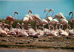 Oiseaux - Flamants Roses - Camargue - Flamingos - CPM - Voir Scans Recto-Verso - Vögel