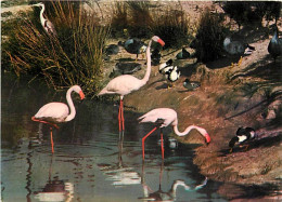 Oiseaux - Flamants Roses - Camargue - Flamingos - CPM - Voir Scans Recto-Verso - Vögel