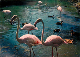 Oiseaux - Flamants Roses - Camargue - Flamingos - CPM - Voir Scans Recto-Verso - Vögel