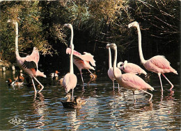 Oiseaux - Flamants Roses - Camargue - Flamingos - CPM - Voir Scans Recto-Verso - Birds