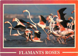 Oiseaux - Flamants Roses - Flamingos - CPM - Voir Scans Recto-Verso - Birds
