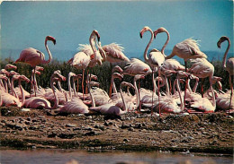 Oiseaux - Flamants Roses - Camargue - Flamingos - CPM - Voir Scans Recto-Verso - Birds