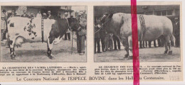 Bruxelles - Concours De L'espece Bovine, Ellezelles & Herchies - Orig. Knipsel Coupure Tijdschrift Magazine - 1937 - Non Classés