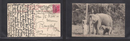 BC - Ceylon. 1910 (22 Jan) Kandy - Switzerland, Bern. Fkd Ppc. Elephants. XSALE. - Other & Unclassified