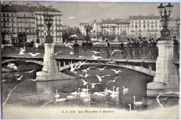 SUISSE - Les Mouettes à GENEVE - Genève