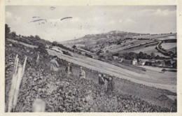 BERRY Vendanges à AMIGNY - Sancerre