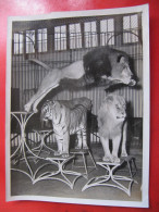 PHOTO THEME CIRQUE -  BERTRAM MILLS CIRCUS -  LION ET TIGRE - Photo INTERCONTINENTALE  Format : 15 X 20,5 Cm - Autres & Non Classés