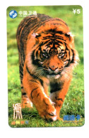 Tigre  Jungle Animal  Télécarte  Phonecard  Karte (K 348) - China