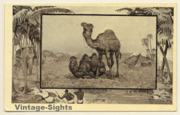 Camel & Dromedary (Vintage Artist PC J.MINTZ 1909) - Autres & Non Classés