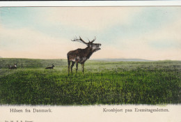 DEN51   --  HILSEN FRA DANMARK  --  KRONHJORT PAA EREMITAGESLETTEN  --  HIRSCH, DEER - Danemark