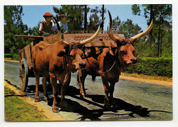 MINHO - Carro De Bois Com Canga Trabalhada - Viana Do Castelo