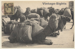 Tunisia: Caravanne De Chameaux Au Repos / Camels (Vintage PC 1906) - Autres & Non Classés