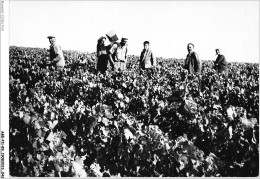 AGEP11-89-0957 - CHABLIS - Yonne - Les Vendanges - Chablis