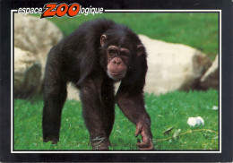 *CPM - 42 - SAINT MARTIN LA PLAINE - Le Zoo - Chimpanzé Femelle - Sonstige & Ohne Zuordnung