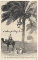 Egypt: Harvest Of Dates / Camel - Palm Tree (Vintage PC 1910s/1920s) - Other & Unclassified