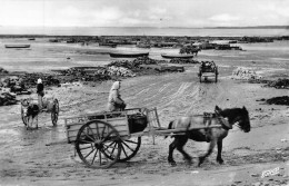 P-24-Mi-Is-1068 : CHATELAILLON-PLAGE. RETOUR DES BOUCHOLEURS - Châtelaillon-Plage