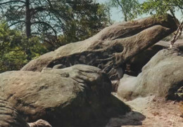 FONTAINEBLEAU, DANS LES GORGES DE FRANCHARD, LE CROCODILE COULEUR   REF 16129 - Fontainebleau