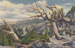 Rocky Mountain Nat.Park, CO., Timberline Trees On Trail Ridge Ngl #E8724 - Autres & Non Classés