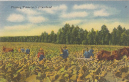 Picking Tobacco In Dixieland Ngl #E9133 - Autres & Non Classés