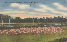 Miami, FL., Flamingos At Hialeah Rave Course Gl1955 #E9127 - Sonstige & Ohne Zuordnung