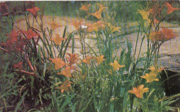 Wild Tiger-lilies Along The Highways Ngl #E9293 - Sonstige & Ohne Zuordnung
