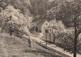 Pfingsten-Wünsche Mit Baumblüte Gl1966? #F0920 - Pentecost