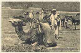 Marrakesh / Morroco: Dans Le Bled - Camel Caravan (Vintage PC 1910s/1920s) - Sonstige & Ohne Zuordnung