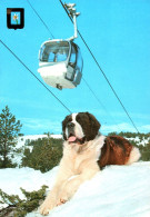 18739   CHIEN  Saint Bernard Dans La Neige  ( Montagne Télécabine )   (2 Scans) - Dogs