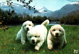 18741   CHIEN  Chiots Des Pyrénées    (2 Scans) - Hunde