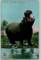 39152007 - Flusspferd Hippopotamus  AK - Hippopotamuses