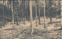 BRUXELLES.  ZOIËN = DE LOOKDELLE        ZIE AFBEELDINGEN - Forests, Parks