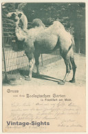 Frankfurt: Trampeltier Im Zoologischen Garten / Camel (Vintage PC 1902) - Sonstige & Ohne Zuordnung