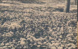 BRUXELLES.  ZONIËN =  DE LOOKBLOEMEN       ZIE AFBEELDINGEN - Bossen, Parken, Tuinen