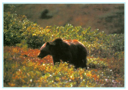 18763 OURS  Ours Des Pyrénées    (2 Scans) - Ours