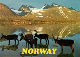 NORWAY - NORGE - Reindeer By A Mountain Lake - Norvegia