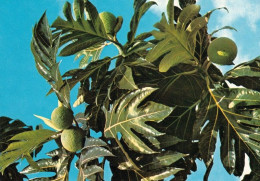 2 AK Saint Barthelemy * Brotfrucht Baum, Bread Fruits, Fruits à Pain Und Bananen Staude, Banana Trees, Bananiers * - Saint Barthelemy