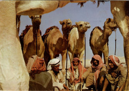 CAMELS AND HERDERS - Non Classés