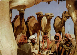 CAMELS AND HERDERS - Unclassified