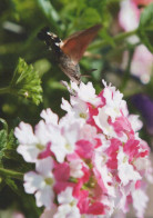 FLEURS Vintage Carte Postale CPSM #PAR531.A - Bloemen