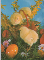 EASTER CHICKEN EGG Vintage Postcard CPSM #PBO641.A - Pascua