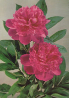 FLOWERS Vintage Postcard CPSM #PBZ634.A - Bloemen
