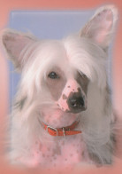 DOG Animals Vintage Postcard CPSM #PAN577.A - Honden