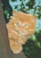 KATZE MIEZEKATZE Tier Vintage Ansichtskarte Postkarte CPSM #PAM580.A - Gatti