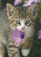 GATTO KITTY Animale Vintage Cartolina CPSM #PAM513.A - Katten