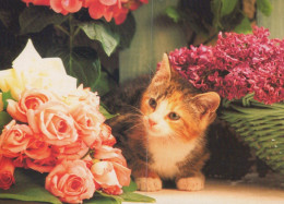 CAT KITTY Animals Vintage Postcard CPSM #PAM401.A - Katten