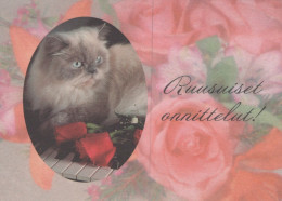 GATTO KITTY Animale Vintage Cartolina CPSM #PAM373.A - Chats