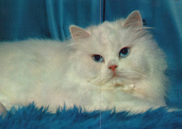 KATZE MIEZEKATZE Tier Vintage Ansichtskarte Postkarte CPSM #PAM370.A - Katten