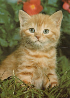 CAT KITTY Animals Vintage Postcard CPSM #PAM086.A - Katten