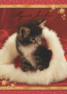 CAT KITTY Animals Vintage Postcard CPSM #PBQ893.A - Cats